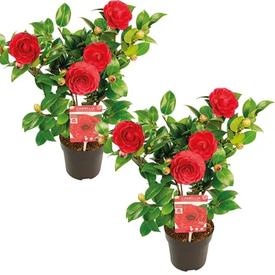 Image de Bloomique - Lot de 2 - Camellia japonica 'Black Lace' - Rosier du Japon - Buisson - Persistant - Hauteur 30-35 cm