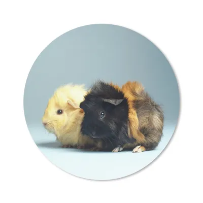 Produktbild von MuchoWow® Mauspad Mousepad Zwei kleine Meerschweinchen 20x20 cm - Mousepads - Maus Mat - Pad - Mausunterlage - Schreibtischmatte