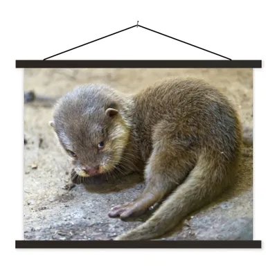 Produktbild von MuchoWow® Textilposter Junger Otter 60x45 cm mit schwarzem Rahmen - Poster Schlafzimmer