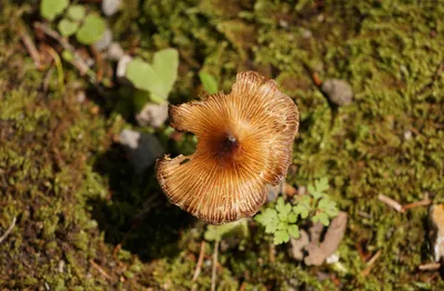 Produktbild von hansepuzzle 11952 - Pilz Puzzle, 500 Teile, Ernährung, 46,0 x 30,0cm mit hochwertiger Aufbewahrung, Kartonbox und wiederverschließbarem Beutel
