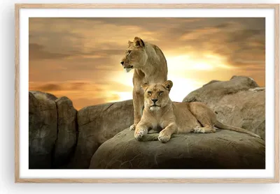 Produktbild von Gerahmtes Poster - Rahmen in heller Eiche - Löwen Sonnenuntergang Felsen Krallen - 91,5x61 cm - Wand Bild - Wanddeko - Wandbilder - Wandposter - Bilderrahmen - Bilder - Kunstdruck - P2NAA91x61-2958