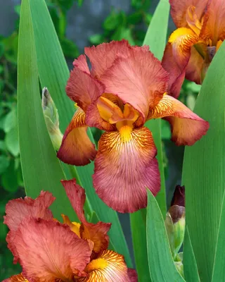 Produktbild von Iris x barb.-elat. 'Natchez Trace', Schwertlilie, ca. 11x11 cm Topf