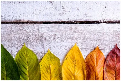 Produktbild von Wallario Premium Glasbild, freischwebende Optik, kräftige Farben, Größe 90 x 60 cm Motiv Bunte Herbstblätter auf hellem Holz