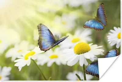 Produktbild von MuchoWow® Poster Blumen - Schmetterlinge - Sommer 120x80 cm - Bilder