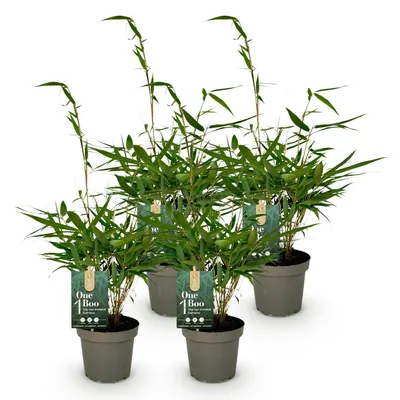 Produktbild von Green boutiQ - Gräser - Fargesia robusta Pingwu - Bambus - Nicht Wuchernd - Grün - 4 Pflanzen - Topf 14 cm - Höhe 35 cm