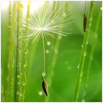 Produktbild von Wallario Möbeldesign / Aufkleber, geeignet für Ikea Lack Tisch - Pusteblume Nahaufnahme in 55 x 55 cm