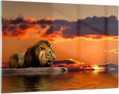Produktbild von Bilder auf glas - Löwe Sonne Landschaft - 120x80cm - Glasbilder - Wandbilder - Kunstdruck - zum Aufhängen bereit - Wanddekoration aus Glas - Glas Bilder - Wandbild auf Glas - GAA120x80-0230