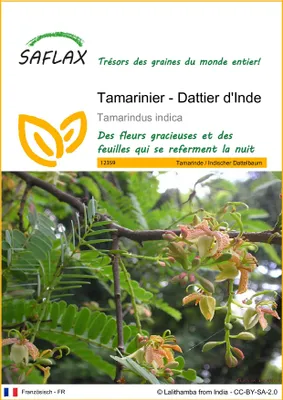 Image de SAFLAX  - Tamarinier - Dattier d'Inde - 4 graines - Tamarindus