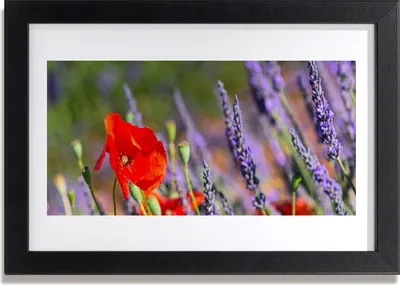 Produktbild von Bild 30x20 MDF-Rahmen Wandkunst Blumen Pflanzen