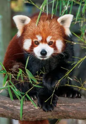 Produktbild von 3 D Ansichtskarte kleiner Roter Panda, Postkarte Wackelkarte Hologrammkarte Tiere Tier