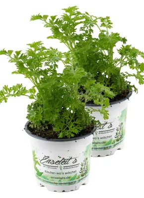 Produktbild von Enseleits 2er Set Wermut Pflanze, Marktfrische Kräuter Pflanze