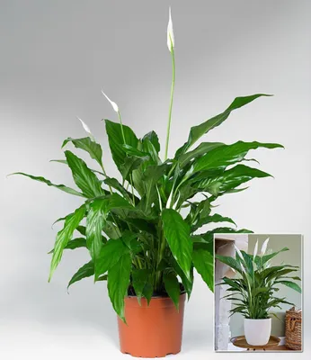 Produktbild von BALDUR Garten 1x Spathiphyllum|Einblatt|55-65 cm hoch, Pflanze im 17 cm-Topf, Luftreinigende Zimmerpflanze, unterstützt das Raumklima, Einblatt blühende Zimmerpflanze, mehrjährig - frostfrei halten