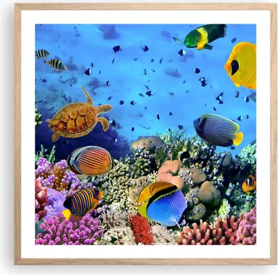 Produktbild von Gerahmtes Poster - Rahmen in heller Eiche - Korallenriff - 60x60 cm - Wand Bild - Wanddeko - Wandbilder - Kunstposter - Wandposter - Bilderrahmen - Bilder - Kunstdruck - Wandbild - P2NAC60x60-3569