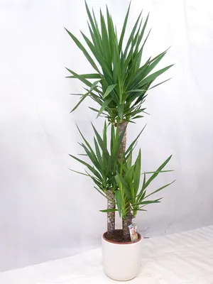 Produktbild von [Palmenlager] XL Yucca ele. 140 cm - 3er Tuff - Topf 24 cm Ø - Zimmerpflanze - Yucca-Palme