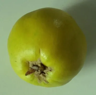 Produktbild von Quittenbirne Pyronia veitchii  Buschbaum Topfballen
