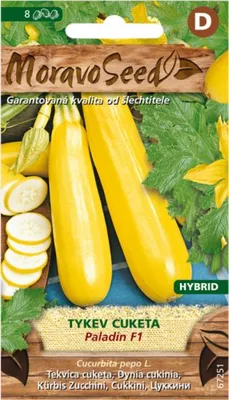 Image de Courgette zucchini PALADIN F1 - hybride, jaune 67251