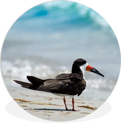 Produktbild von MuchoWow® Rundes Wandbild - Runde Bilder Ein schwarzer Scherenschnabel am Strand Ø 30 cm Kreis Wanddekoration Kunststoff - Wandkreis - Wandschmuck - Schlafzimmer - Bilder - Der Kreis - Kunst für die Wohnung - Plastik - Kunstdruck - Wandbild