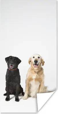 Produktbild von MuchoWow® Poster Zwei Labrador Retriever zusammen im Studio 75x150 cm - Dekoration für die Wände