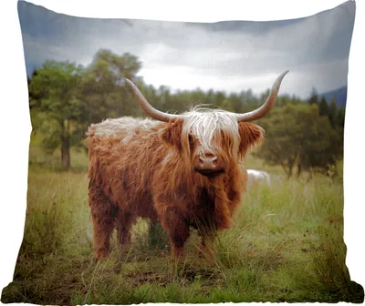 Produktbild von MuchoWow® Zierkissen Sofakissen Wohnzimmer Dekokissen 50x50 cm Schottisches Hochlandrind - Tiere - Kuh - Komfort - Sofakissen