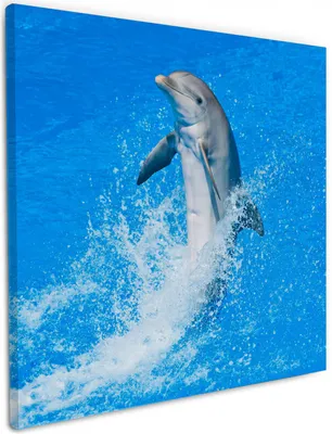Produktbild von Wallario Premium Leinwandbild Fröhlicher Delfin im blauen Wasser in Größe 50 x 50 cm