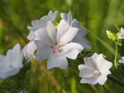 Image de 6 x Malva moschata - Mauve - pot 9 x 9 cm