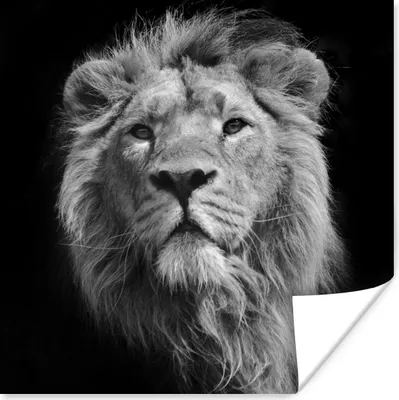 Produktbild von MuchoWow® Poster Löwe - Porträt - Schwarz - Weiß 100x100 cm - Babyzimmer
