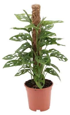 Image de Singe Monstera - 50-60cm - Ø17cm - Plante d'intérieur - Vert persistant