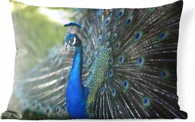 Produktbild von MuchoWow® Outdoor Kissen - Pfau - Vögel - Blau - 60x40 cm - Wetterfest - Lounge Kissen - Zierkissen - Kissen für Innenräume
