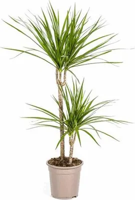 Zdjęcie produktu dla Dracaena Marginata Green – drzewko smocze, średnica 19 cm, wysokość 70–90 cm, smukła roślina doniczkowa, dekoracyjna