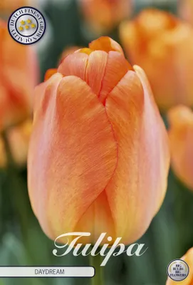 Artikelbild 2 von 'Tulpe Daydream (10 Stück)' aus der Kategorie Tulpenzwiebeln