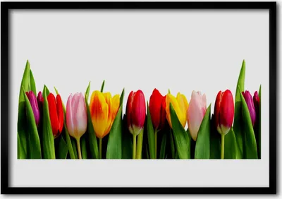 Produktbild von Bild 100x70 MDF-Rahmen Wandkunst Pflanze Tulpen