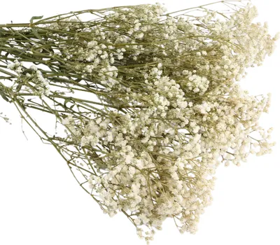 Produktbild von Aeonium-Bouquet, getrocknete Blumen, leuchtende Farben, lichtecht, pflegeleicht, natürlich getrocknetes Schleierkraut, Dekorationsszene zum Valentinstag