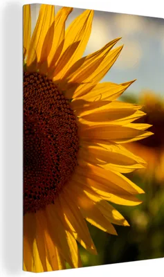 Produktbild von OneMillionCanvasses® - Leinwandbilder - 90x140 cm, Nahaufnahme einer Sonnenblumenhälfte, Wandbilder Kunstdruck Wanddekoration - Foto auf Leinwand - Gemälde auf Holzrahmen - Wandschmucke - Schlafzimmer