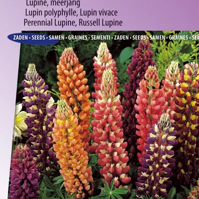 Produktbild von Russell Hybrids Lupinensamen-Mix – farbenfrohe mehrjährige Gartenblüher – perfekt für Artenvielfalt und pflegeleichte Gärten –