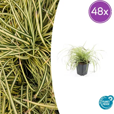Zdjęcie produktu dla Carex oshim. 'Evergold' | 48 sztuk - 10-25cm - Ø9cm - Roślina ogrodowa