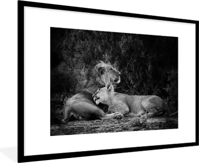 Produktbild von MuchoWow® Gerahmtes Poster Löwen - Schwarz - Wilde Tiere 90x60 cm - Poster mit Schwarzem Bilderrahmen Wandposter Rahmen Foto Bilder - Wanddekoration - Fotos