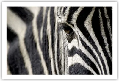 Produktbild von Poster - Poster ohne Rahmen - Zebra Streifen Tierwelt Safari - 91,5x61 cm - Wand Bild - Wanddeko - Wandbilder - Kunstposter - Wandposter - Bilder - Kunstdruck - Wandbild - P2XAA91x61-2195