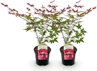 Image de Green boutiQ - Terrasplant - Japanse Esdoorn - Acer palmatum Beni Maiko - Rood - 2 Planten - Bladverliezend - Pot 19cm Hoogte 70cm