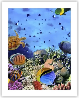 Produktbild von Poster - Poster ohne Rahmen - Korallenriff - 40x50 cm - Wand Bild - Wanddeko - Wandbilder - Kunstposter - Wandposter - Bilder - Kunstdruck - Wanddekoration - Wandbild - P2XPA40x50-3569