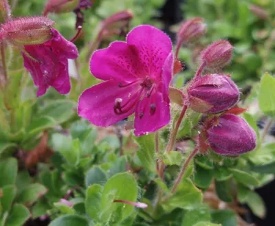 Produktbild von Rhododendron camtschaticum - Zwergrhododendron camtschaticum 20-25