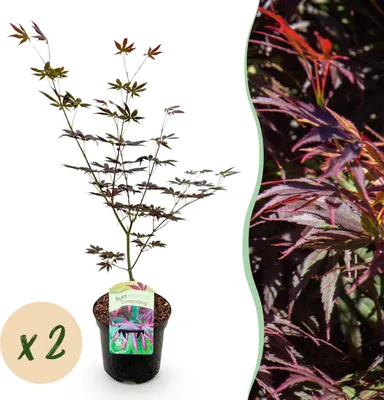 Zdjęcie produktu dla Roślina tarasowa - Klon japoński - Acer palmatum Trompenburg - ciemnofioletowy - 2 rośliny - liściaste - 60-70cm - Ø25cm - Roślina ogrodowa