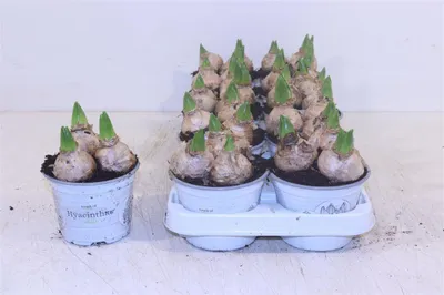 Immagine prodotto di Giacinti White Pearl - Hyacinthus orientalis - Giacinti bianchi 12cm - 3 bulbi