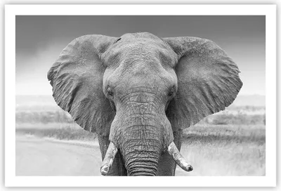 Produktbild von Poster - Poster ohne Rahmen - Elefant Afrika Tier - 91,5x61 cm - Wand Bild - Wanddeko - Wandbilder - Kunstposter - Wandposter - Bilder - Kunstdruck - Wanddekoration - Wandbild - P2XAA91x61-5072