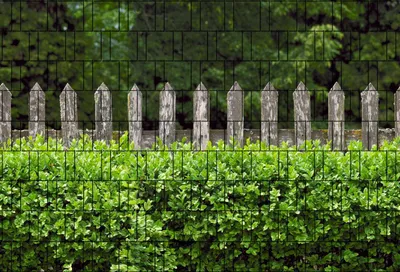 Produktbild von Bedruckter Sichtschutz HOLZZAUN & BUXUS Zaun Sichtschutzstreifen 2,5m x 1,8m
