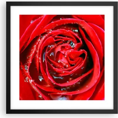 Produktbild von Gerahmtes Poster - Schwarzer Rahmen - Rose Blume Blütenblätter Tau - 40x40 cm - Wand Bild - Wanddeko - Wandbilder - Wandposter - Bilderrahmen - Bilder - Kunstdruck - Wandbild - P2BAC40x40-1518