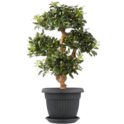 Produktbild von Blumentopf und Untersetzer Rund Übertopf Blumenkasten Abmessungen (DxH) 50 cm x 39,0 cm Volumen 38 L Farbe Anthrazit Kunststoff 8 Große Pflanzkübel traditionell