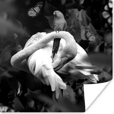 Produktbild von MuchoWow® Poster Flamingo - Tiere - Dschungel - Schwarz - Weiß 50x50 cm - Wohnzimmerdekoration