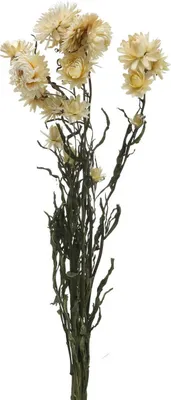 Produktbild von Strohblumen weiß - Helichrysum - 50x14x7 cm