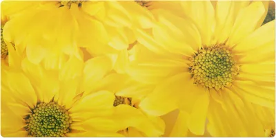 Produktbild von Solarblumen– Schreibtischunterlage – Schreibtisch Tischunterlage – 120x60 cm – Unterlage Groß Schreibtischmatte