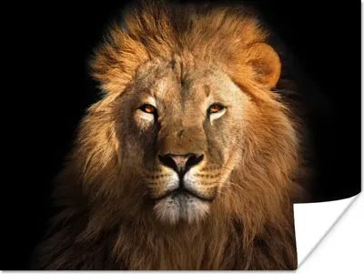 Produktbild von MuchoWow® Poster Löwe - Tiere - Schwarz - Hell - Braun - Porträt 120x90 cm - Wandbild